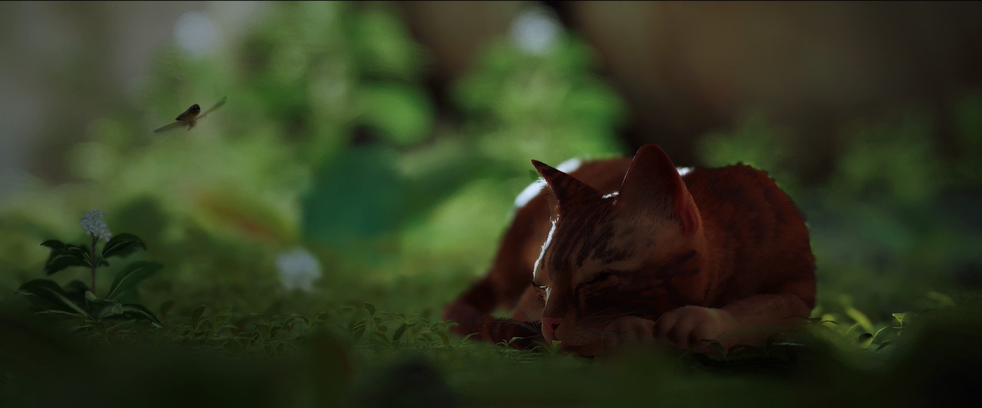 Stray